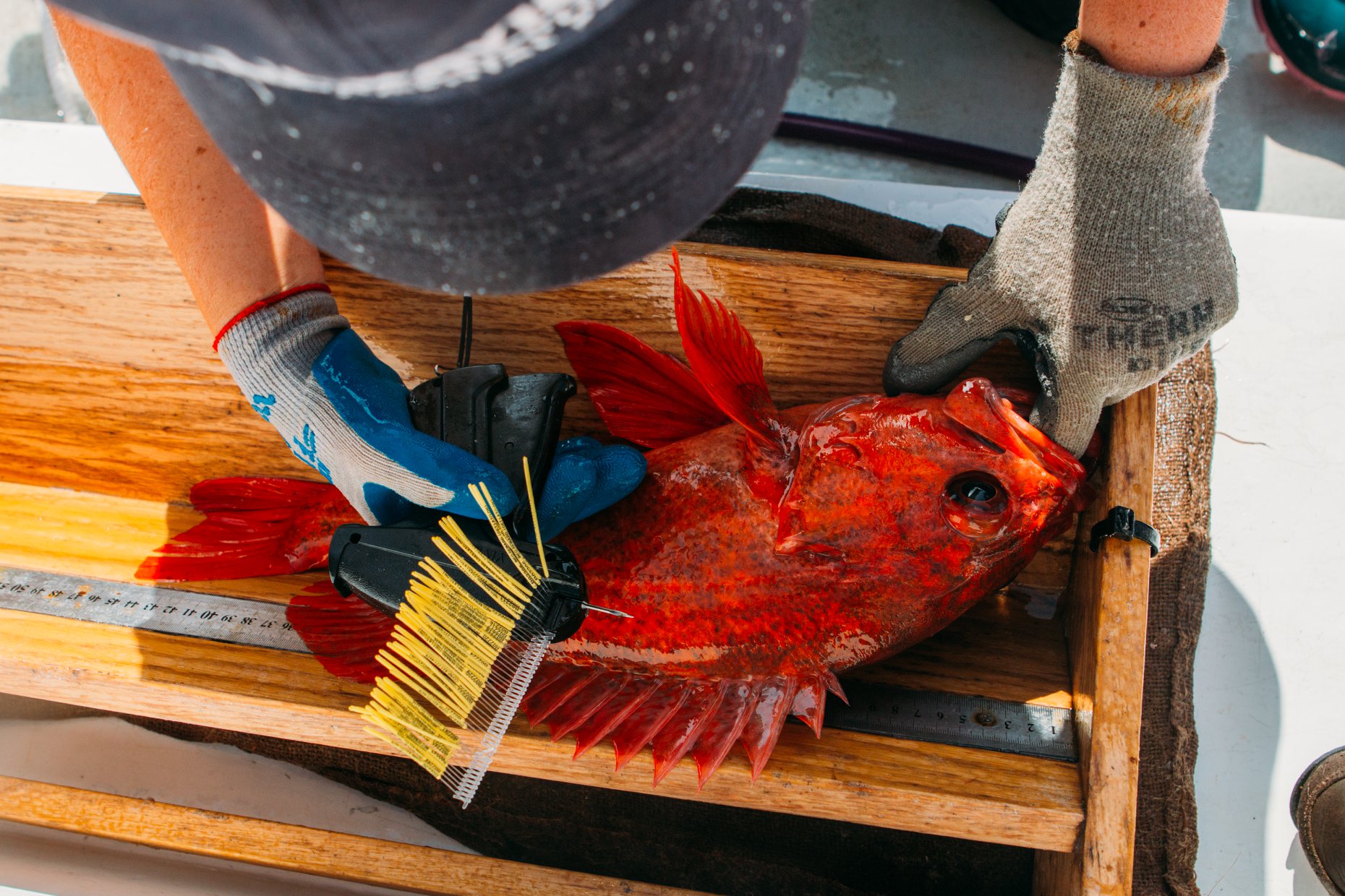 A researcher measures and tags a brilliantly colored vermilion rockfish caught on a CCFRP fishing excursion.