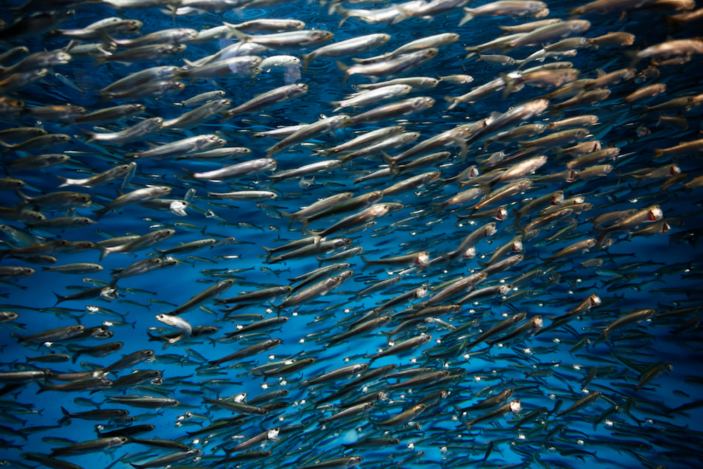 Gilberto Villasana/Shutterstock. A school of Pacific sardines - a species essential to making North America’s Pacific Coast one of the most biodiverse in the world.