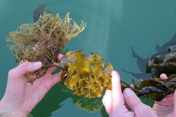 Photo: Aquatic Invasive Species Monitoring