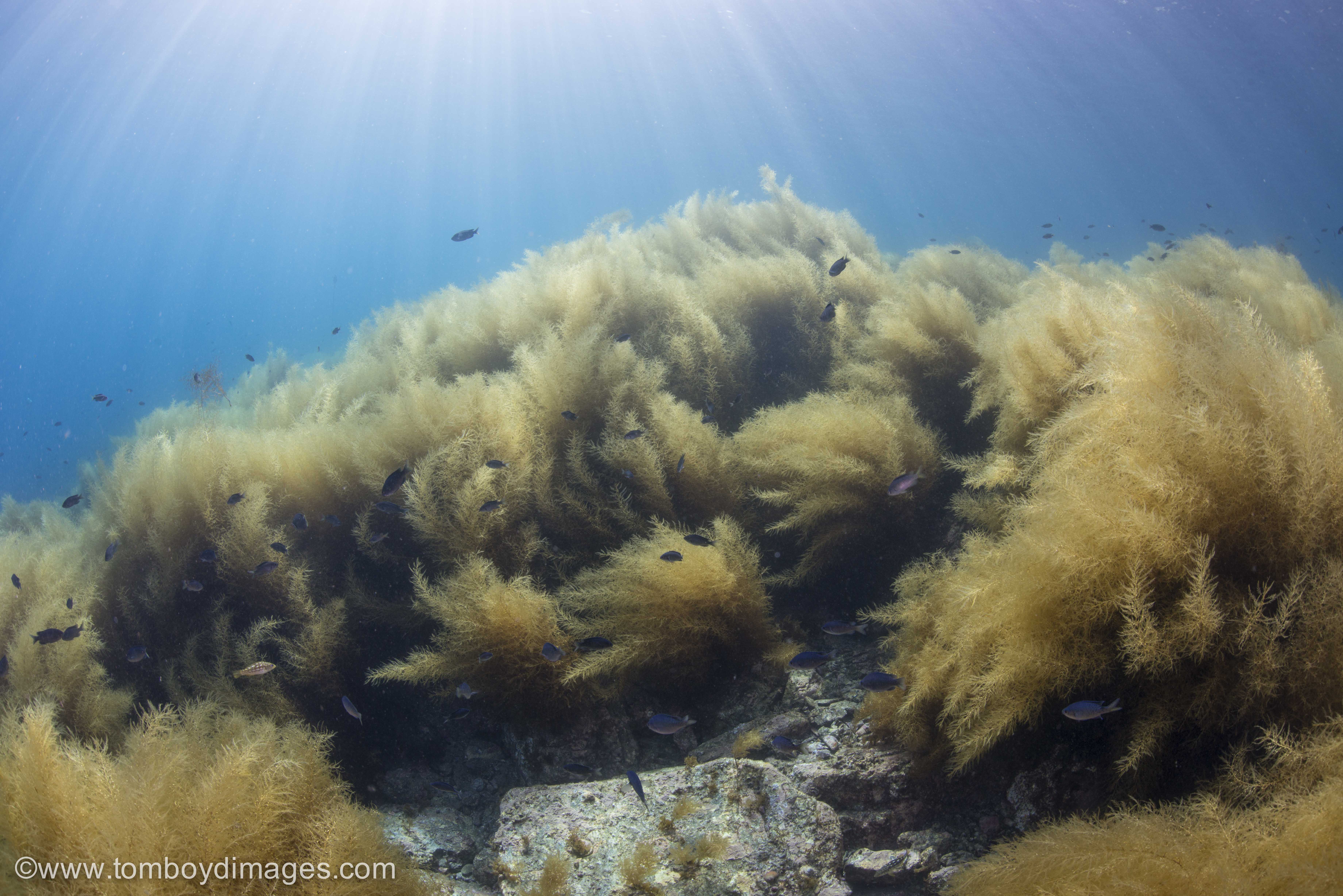 Photo: Aquatic Invasive Species Monitoring