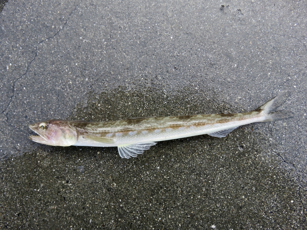 Ari Boehm/iNaturalist California lizardfish