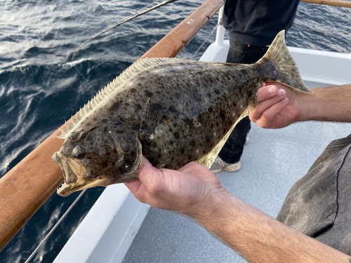 armchairdeity/iNaturalist. California halibut held by fishermen
