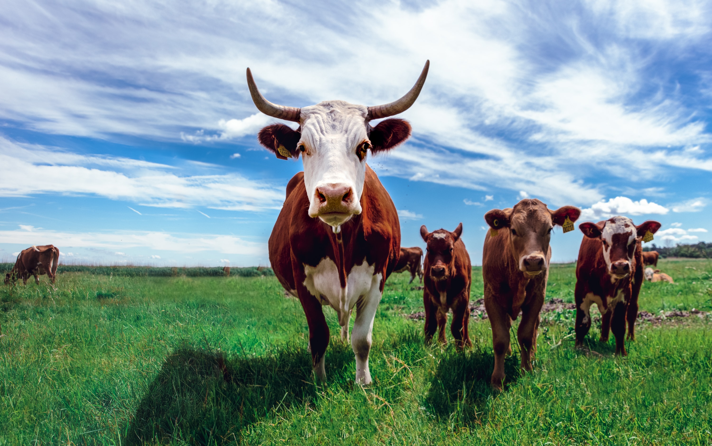 Cows in grass field.