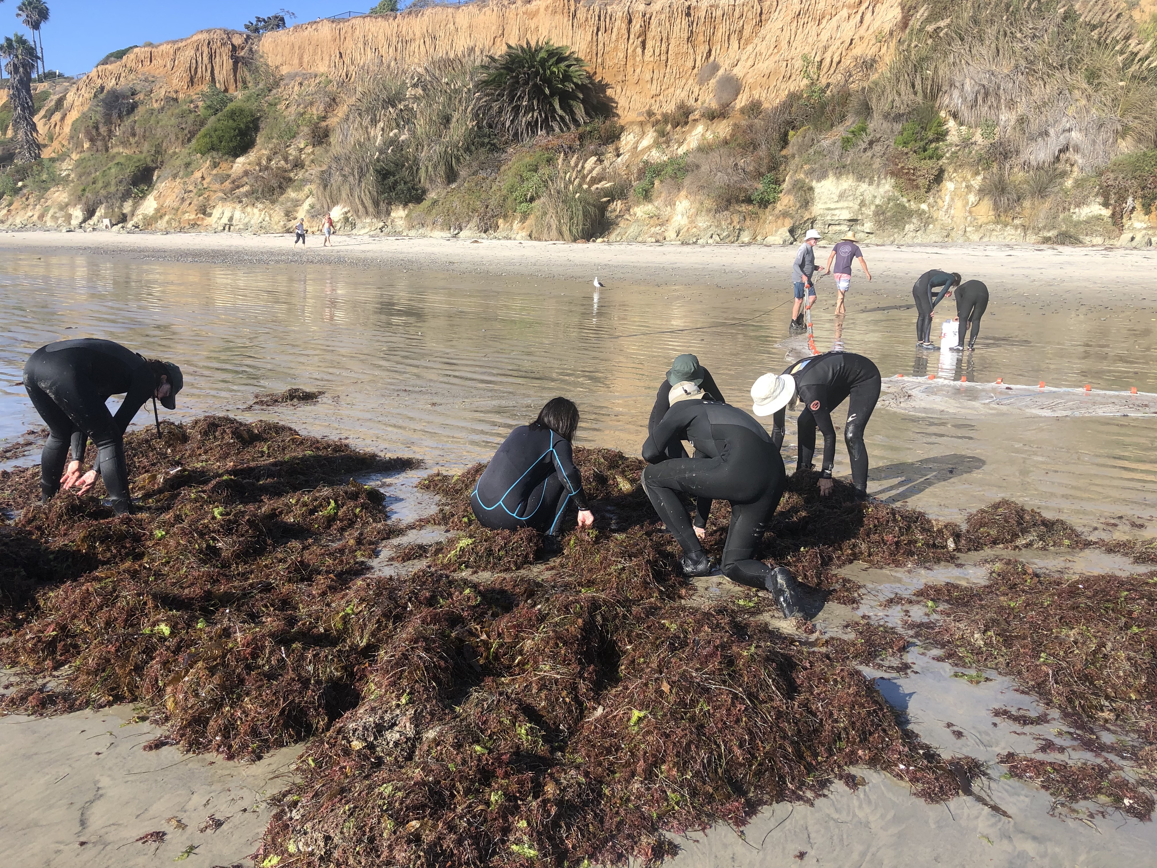 The team collects data from seaweed on the beach.