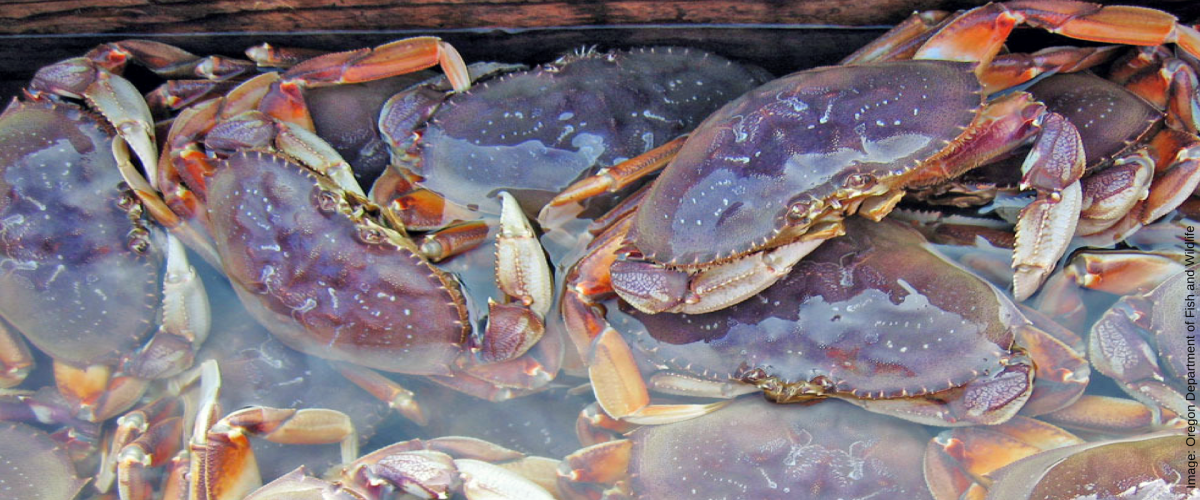 Domoic Acid in California Crabs