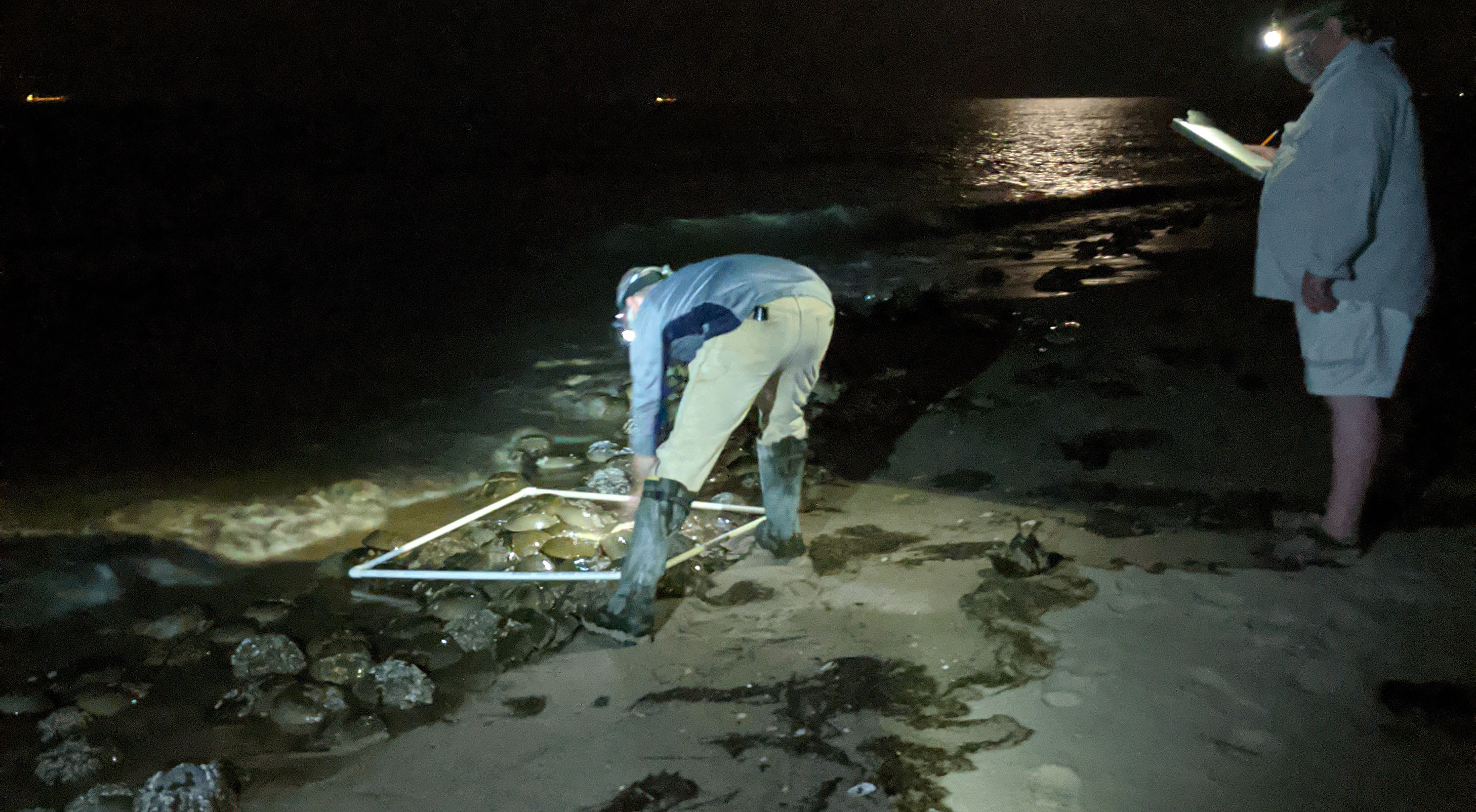 Photo: Horseshoe Crab Spawning Survey