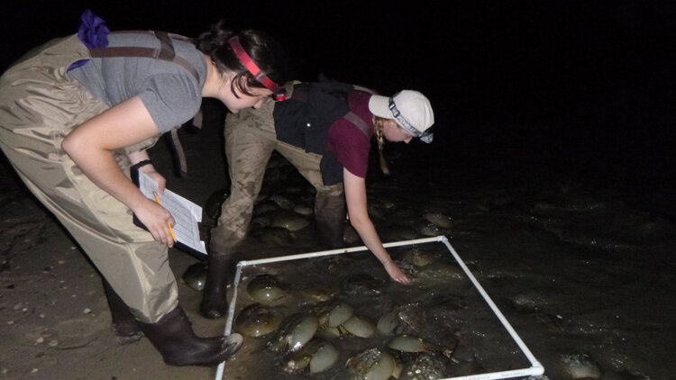Photo: Horseshoe Crab Spawning Survey