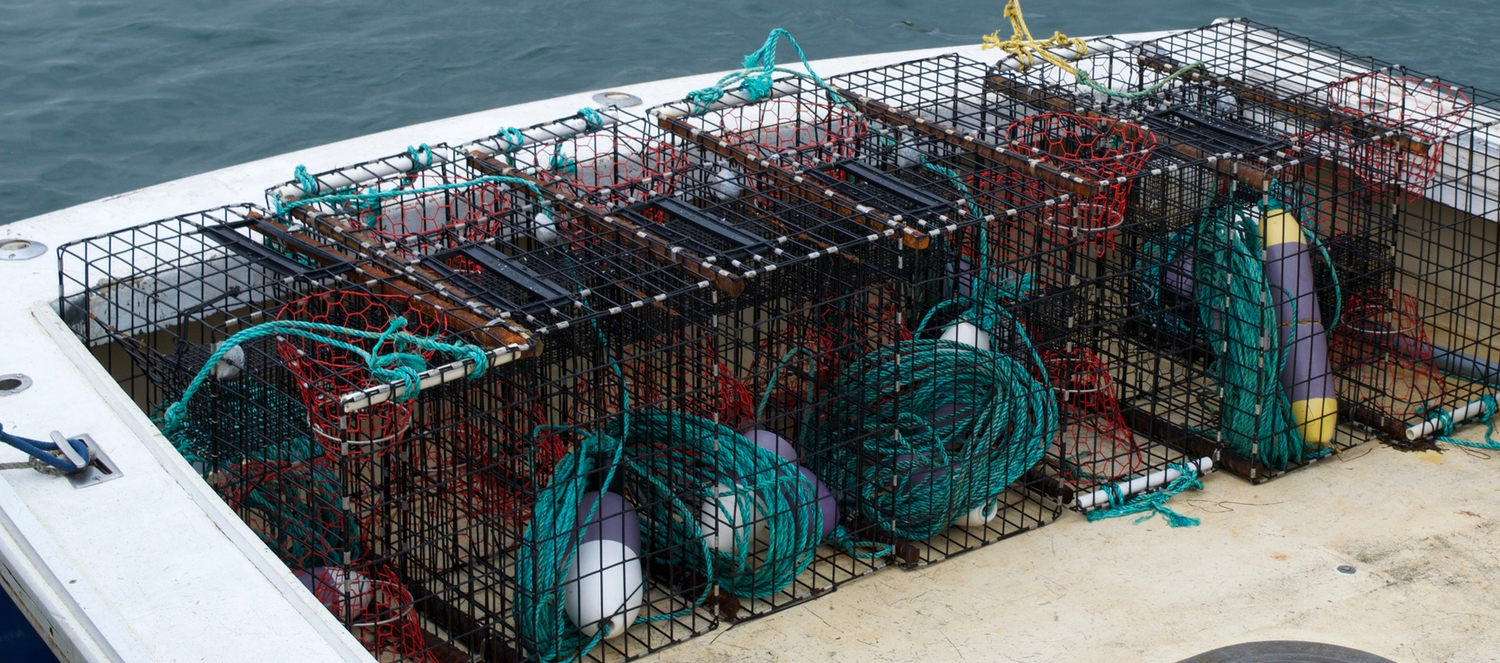 Spiny Lobster | California Sea Grant