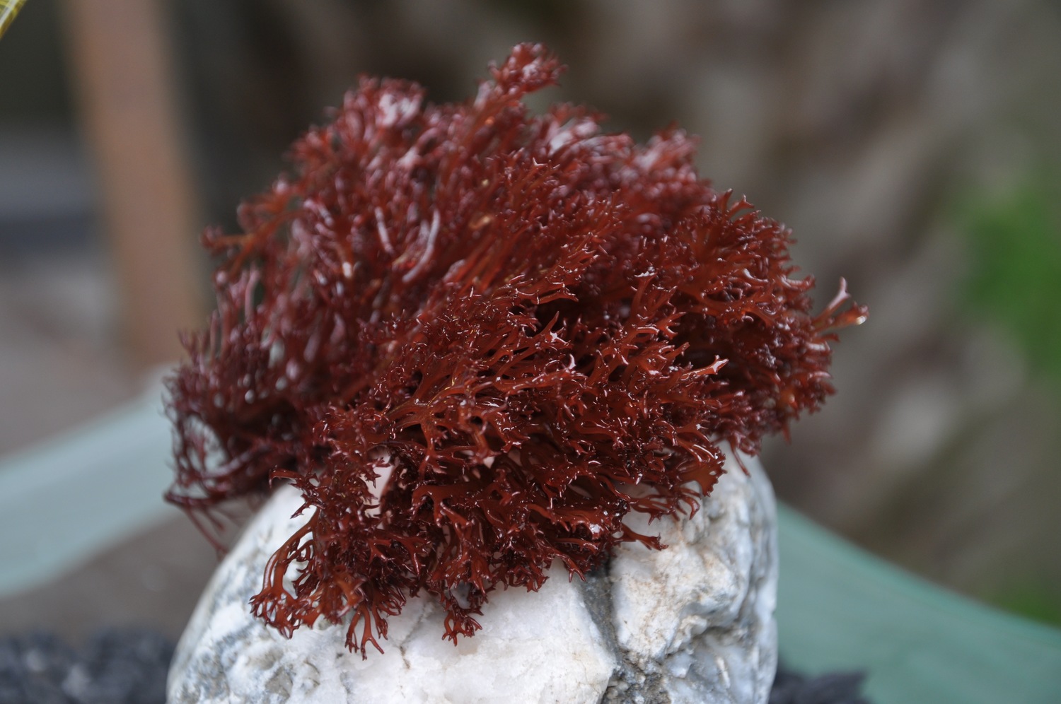 edible red algae