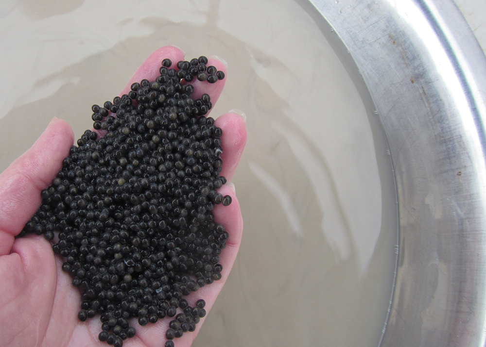 Sturgeon eggs are harvested for caviar.