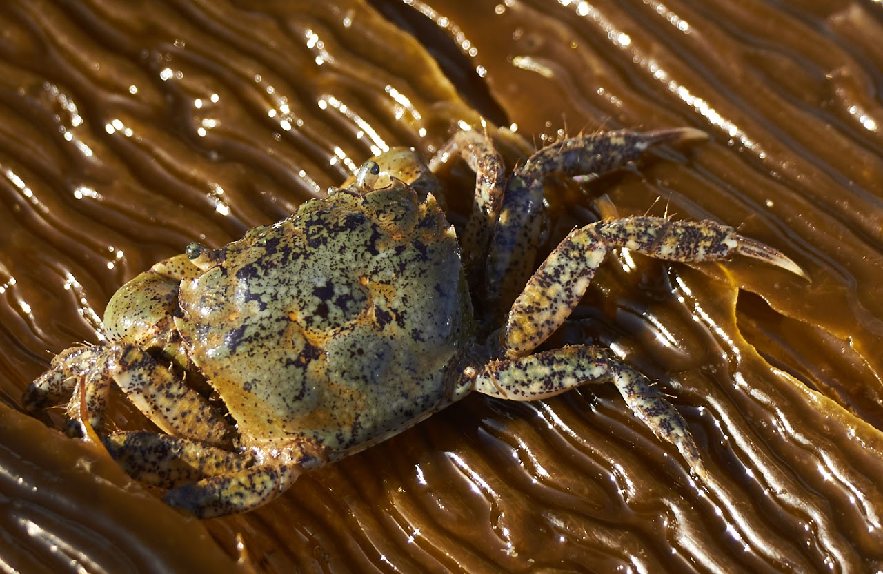 Picture of hairy shore crab.