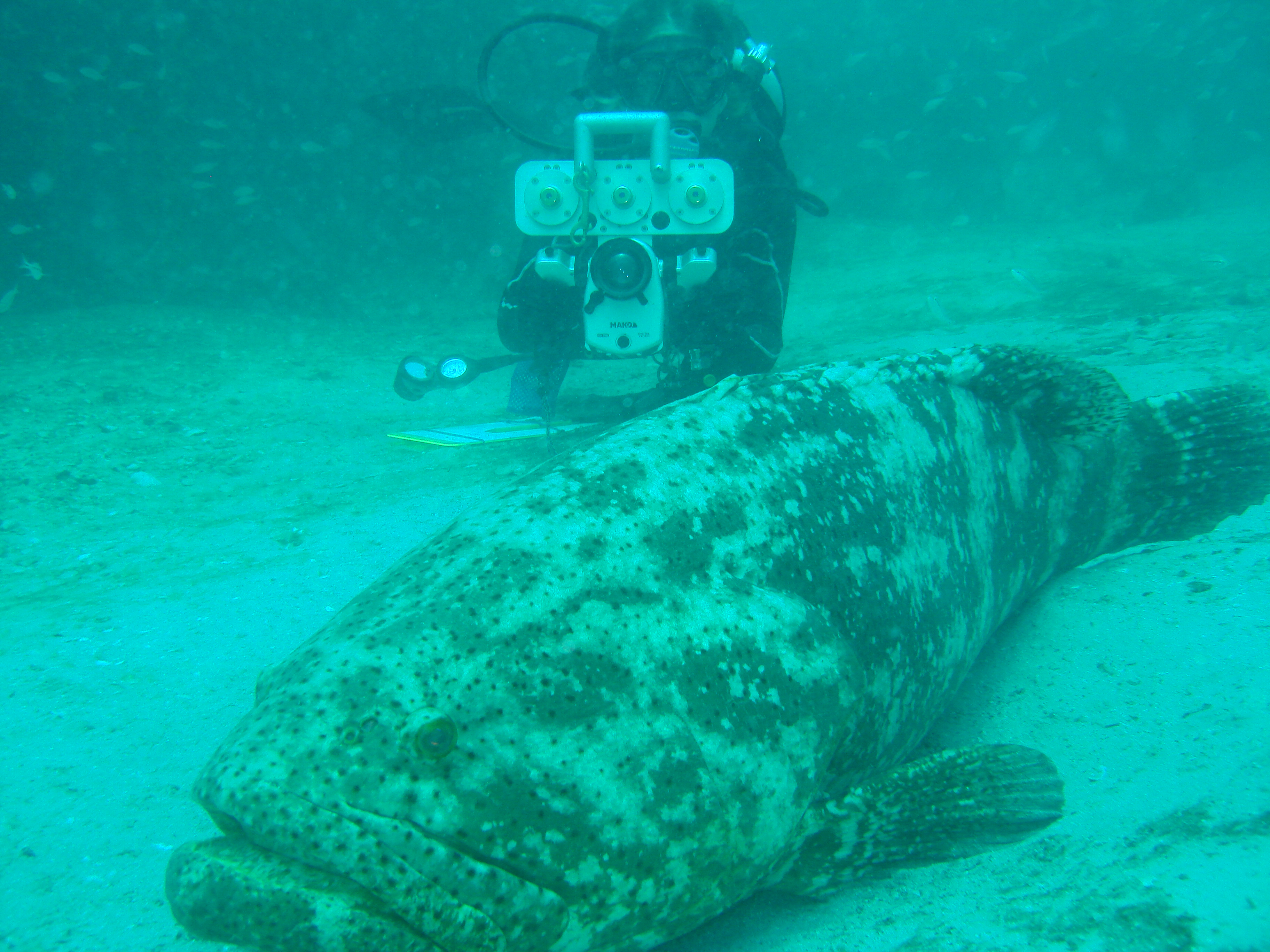 Photo: Great Goliath Grouper Count