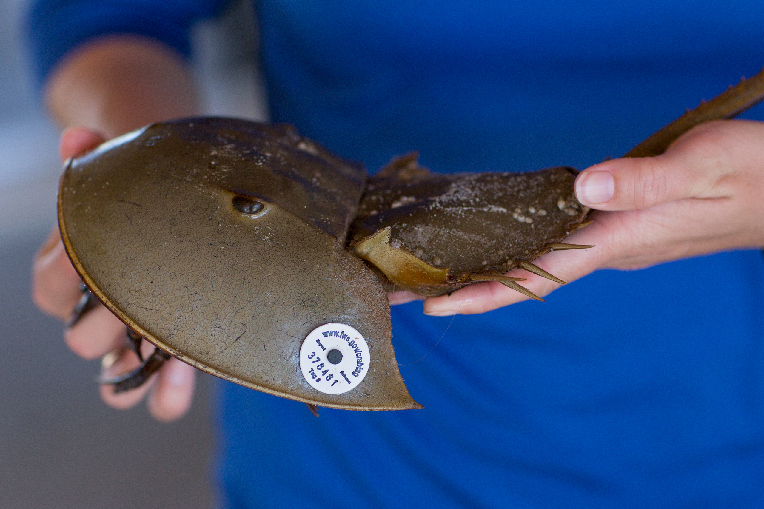 Photo: Tagged Horseshoe Crab