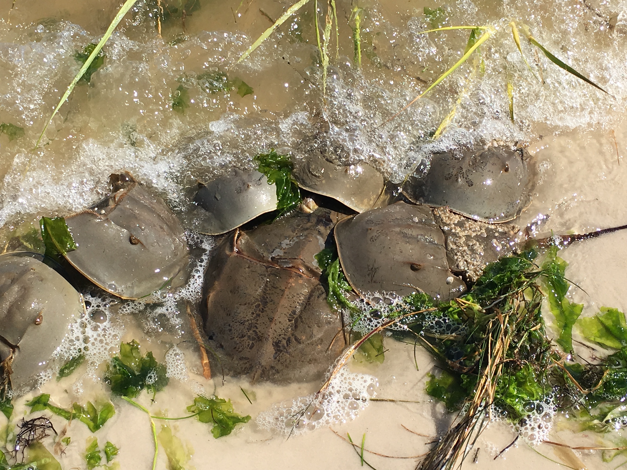 Photo: Florida Horseshoe Crab Watch