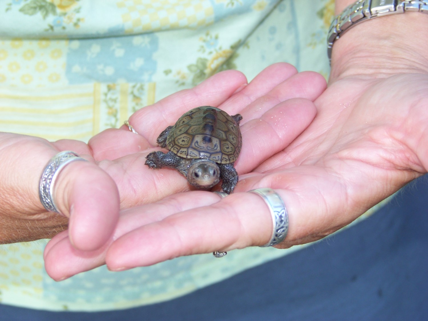 Photo: Terrapin Hatchling