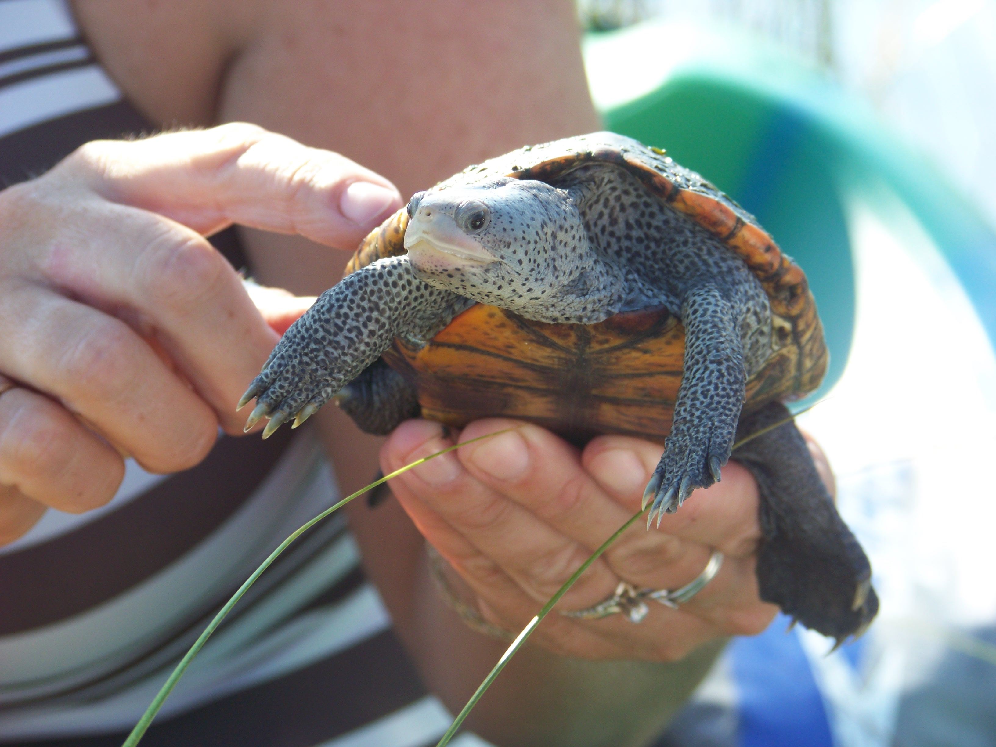 Photo: Diamondback Terrapin Monitoring