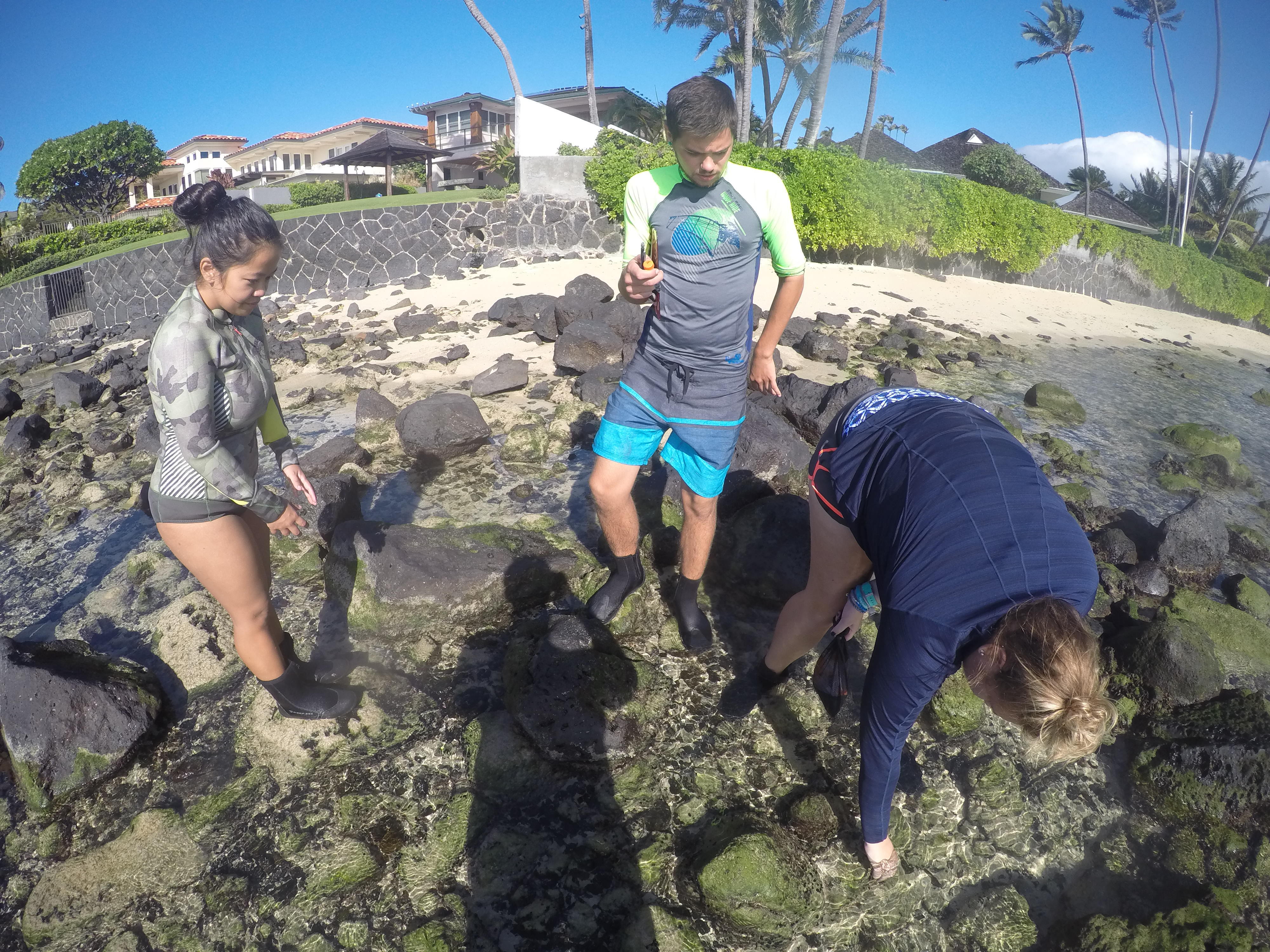 Studying the intertidal zone in Hawai'i.