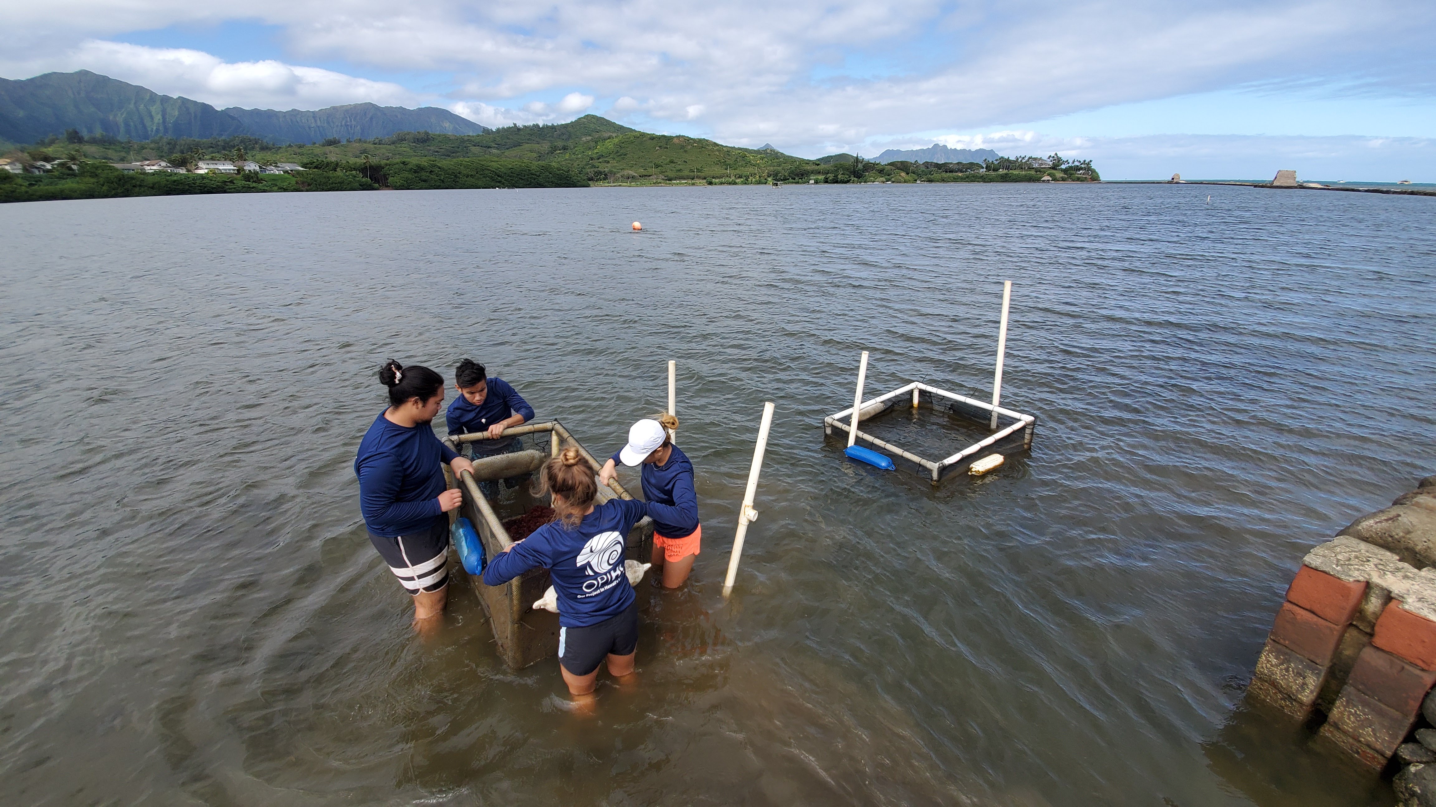 Photo: Our Project in Hawaiʻi's Intertidal (OPIHI) Program