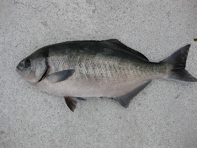 Halfmoon/Blue Perch | California Sea Grant