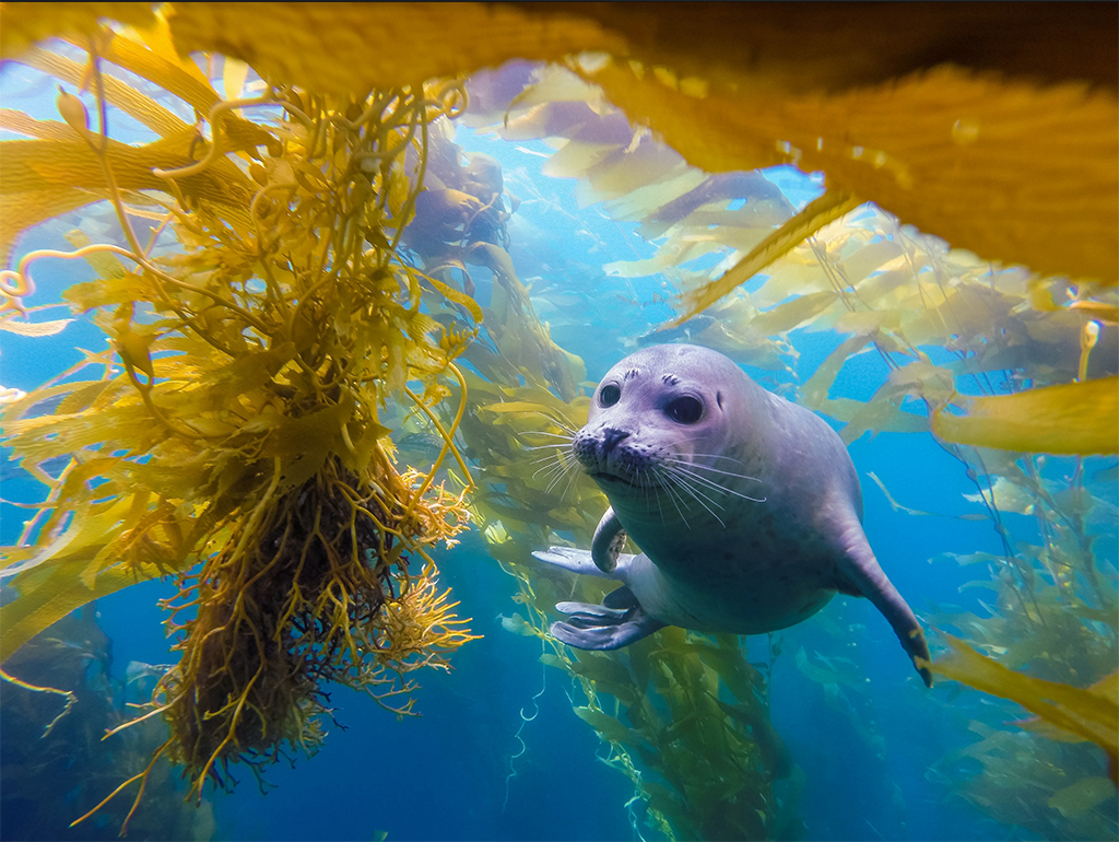 A harbor seal swims through a giant kelp forest in Laguna Beach.