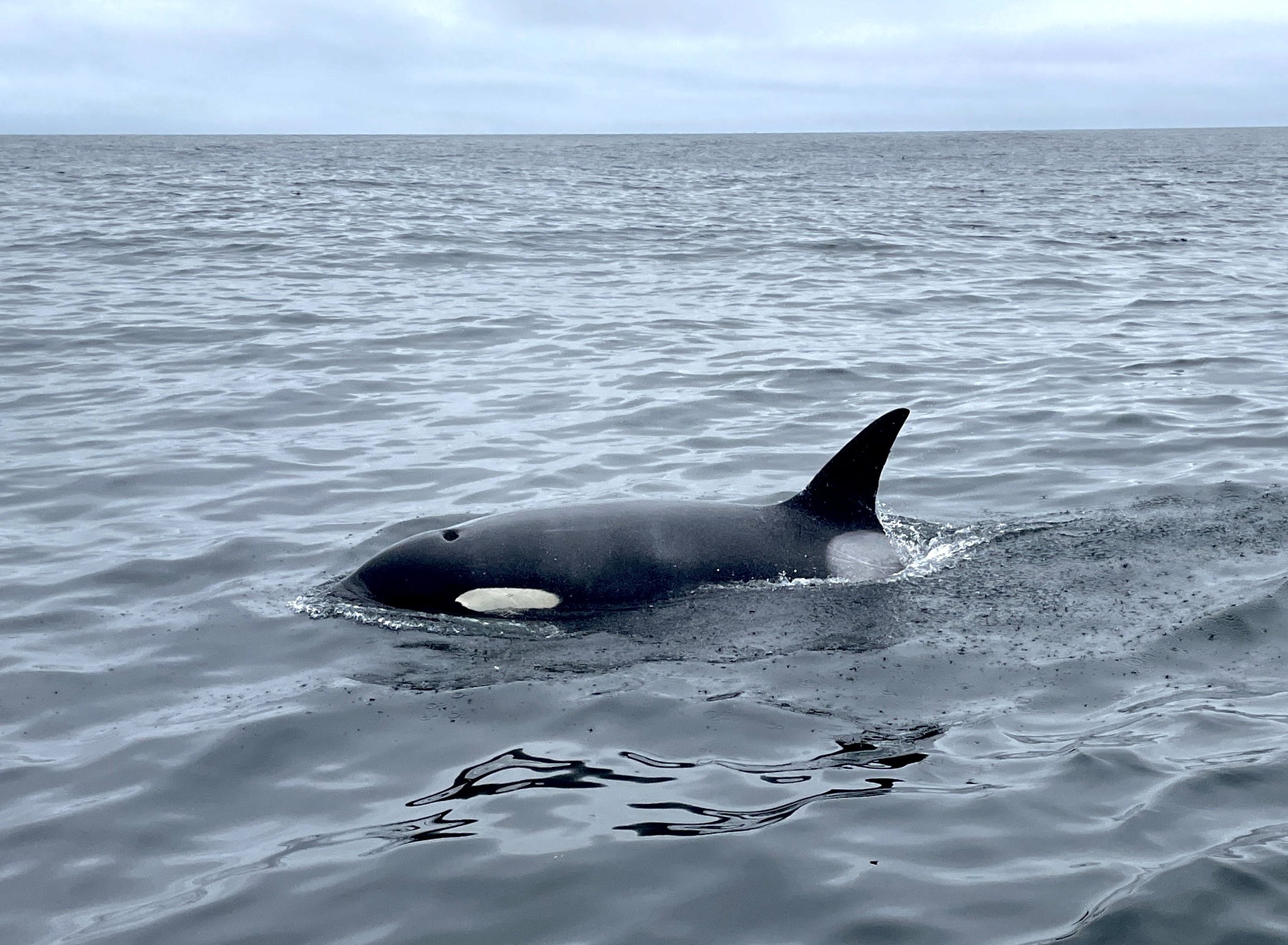 Orcas feeding on fresh kill off Point Arena were an exciting sight for the team.
