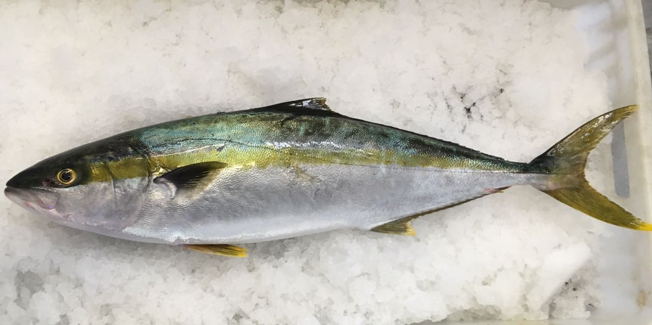 The Fish Wife, fishwife.co.za