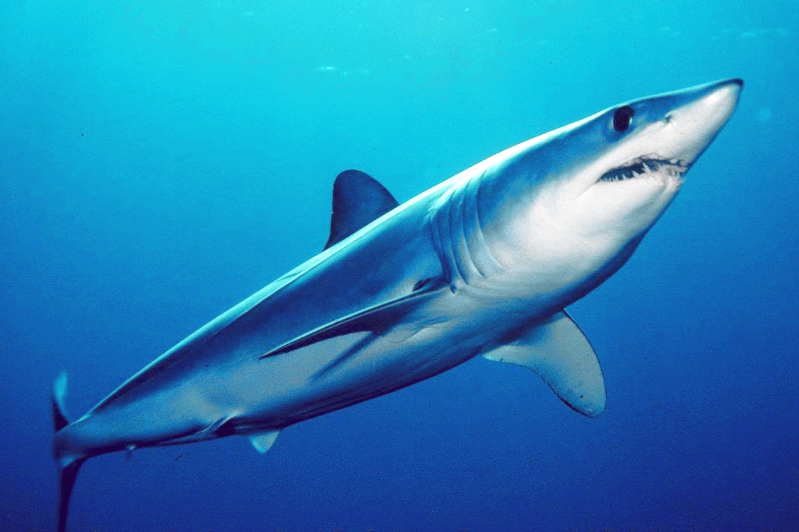 Mark Conlin/SWFSC Large Pelagics Program Pacific Shortfin Mako Shark