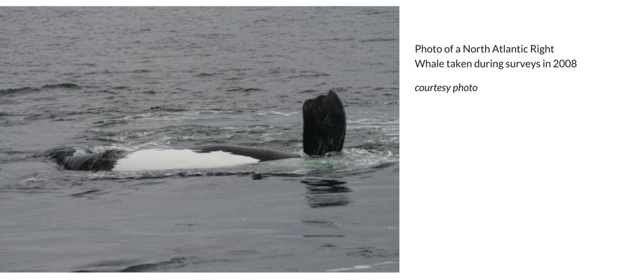 Photo of a North Atlantic Right Whale taken during surveys in 2008