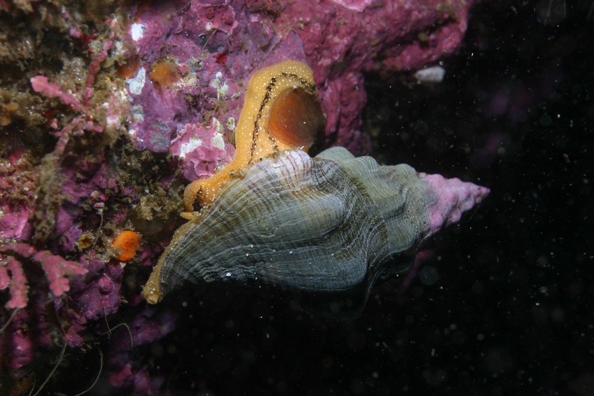 Steve Lonhart/NOAA MBNMS Kellet's Whelk