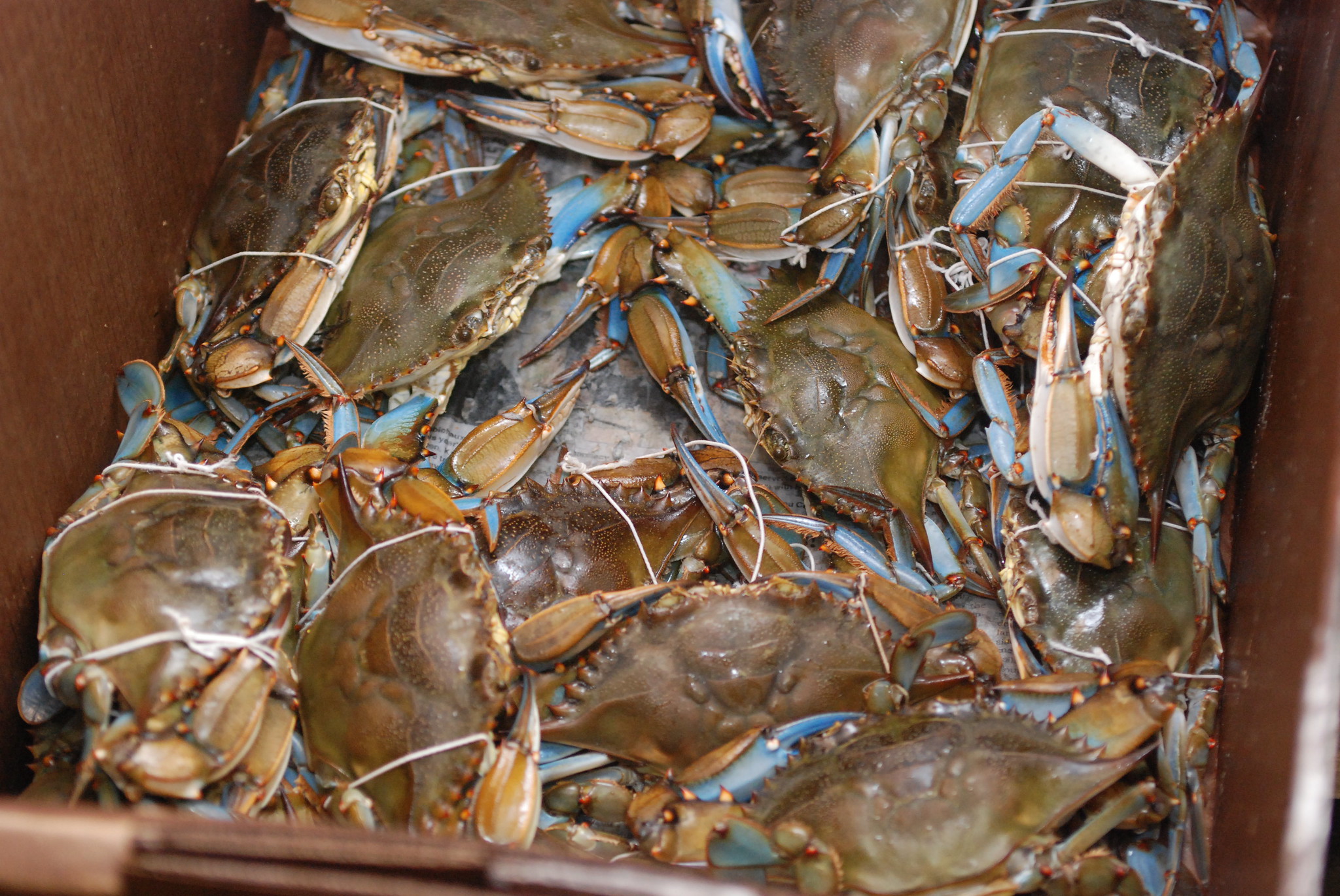 Photo: Cooperative Research Blue Crab Discards