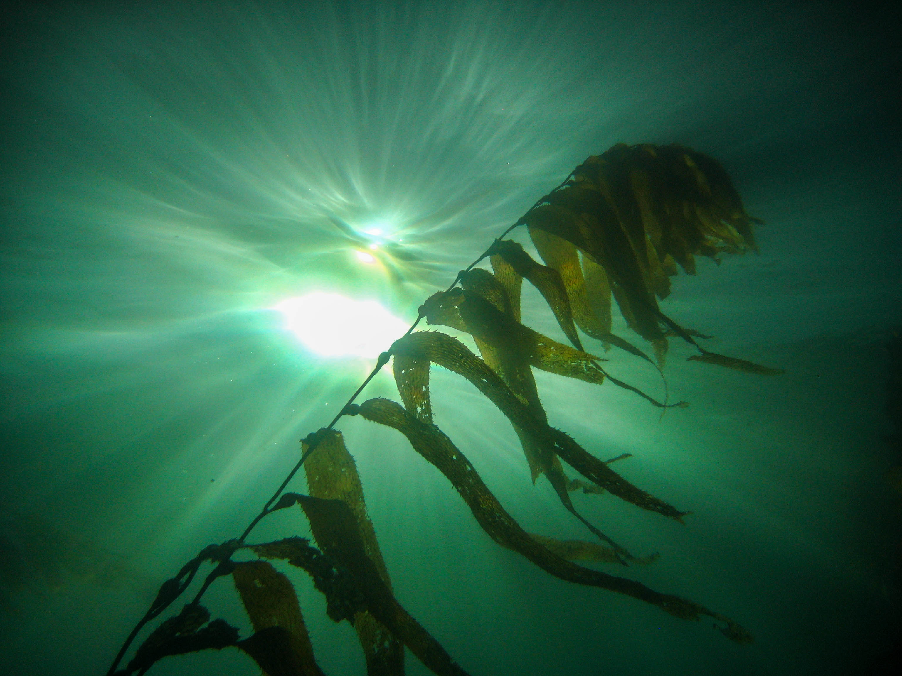 Giant kelp (Macrocystis pyrifera) growing in La Jolla, seen from below.