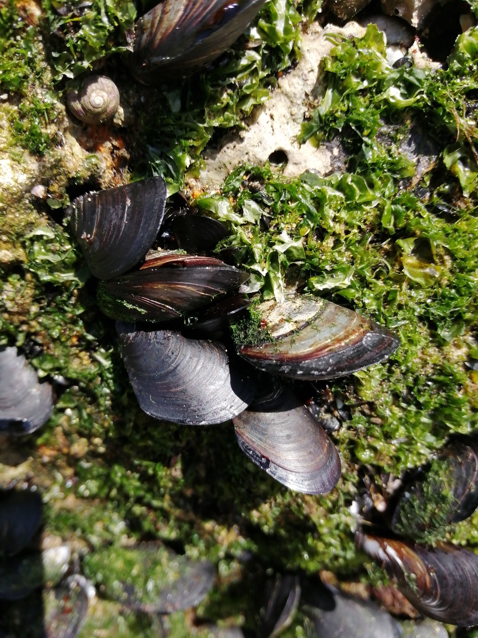 guif/iNaturalist Mediterranean mussels amongst algae on rock