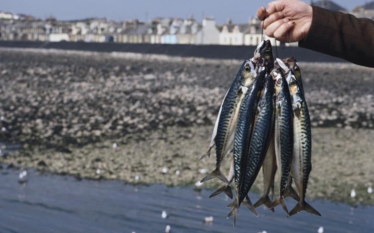mackerelfishfrozen.com mackerel_fishing