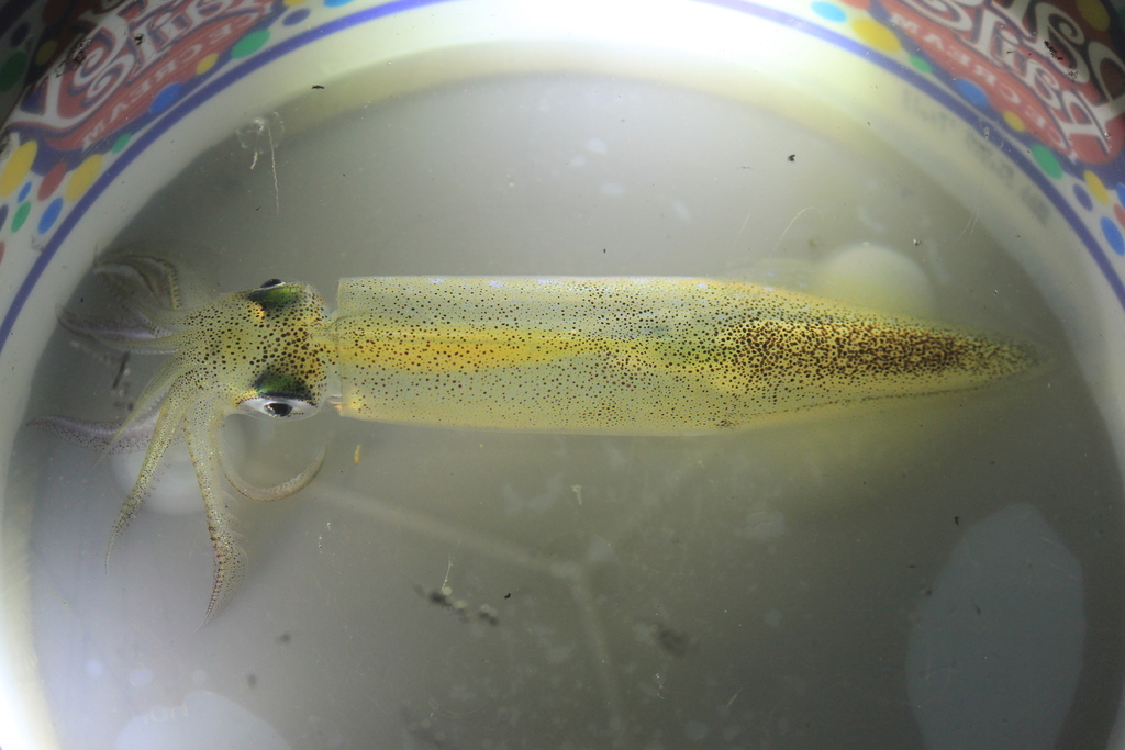 Zachary Hawn/CC BY-NC-SA 4.0 Market Squid