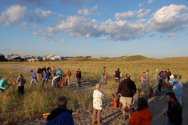 Photo: Dune Restoration and Research