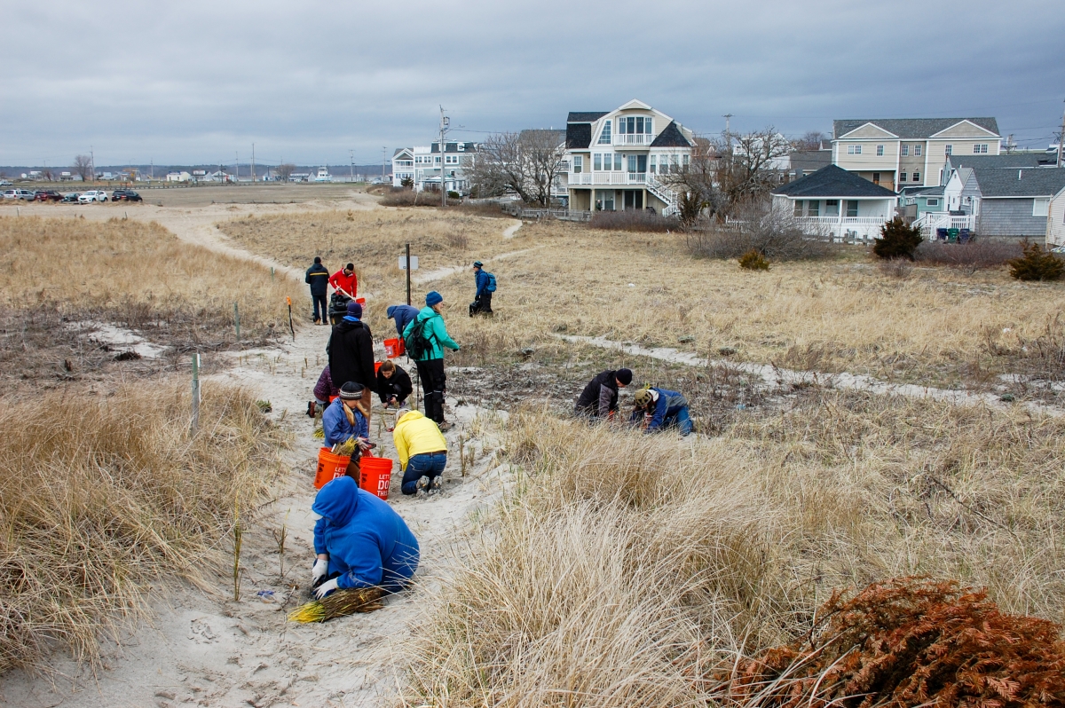 Photo: Dune Restoration and Research