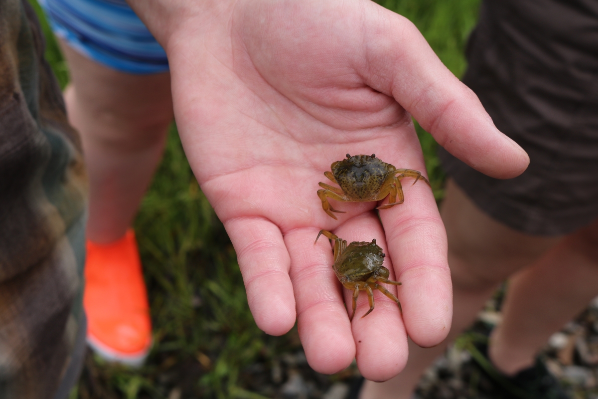 Photo: Green Crab Surveys