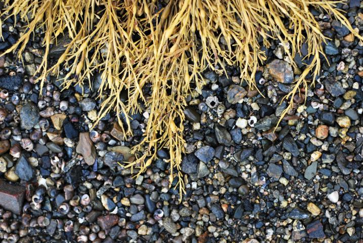 Photo: Rockweed Phenology