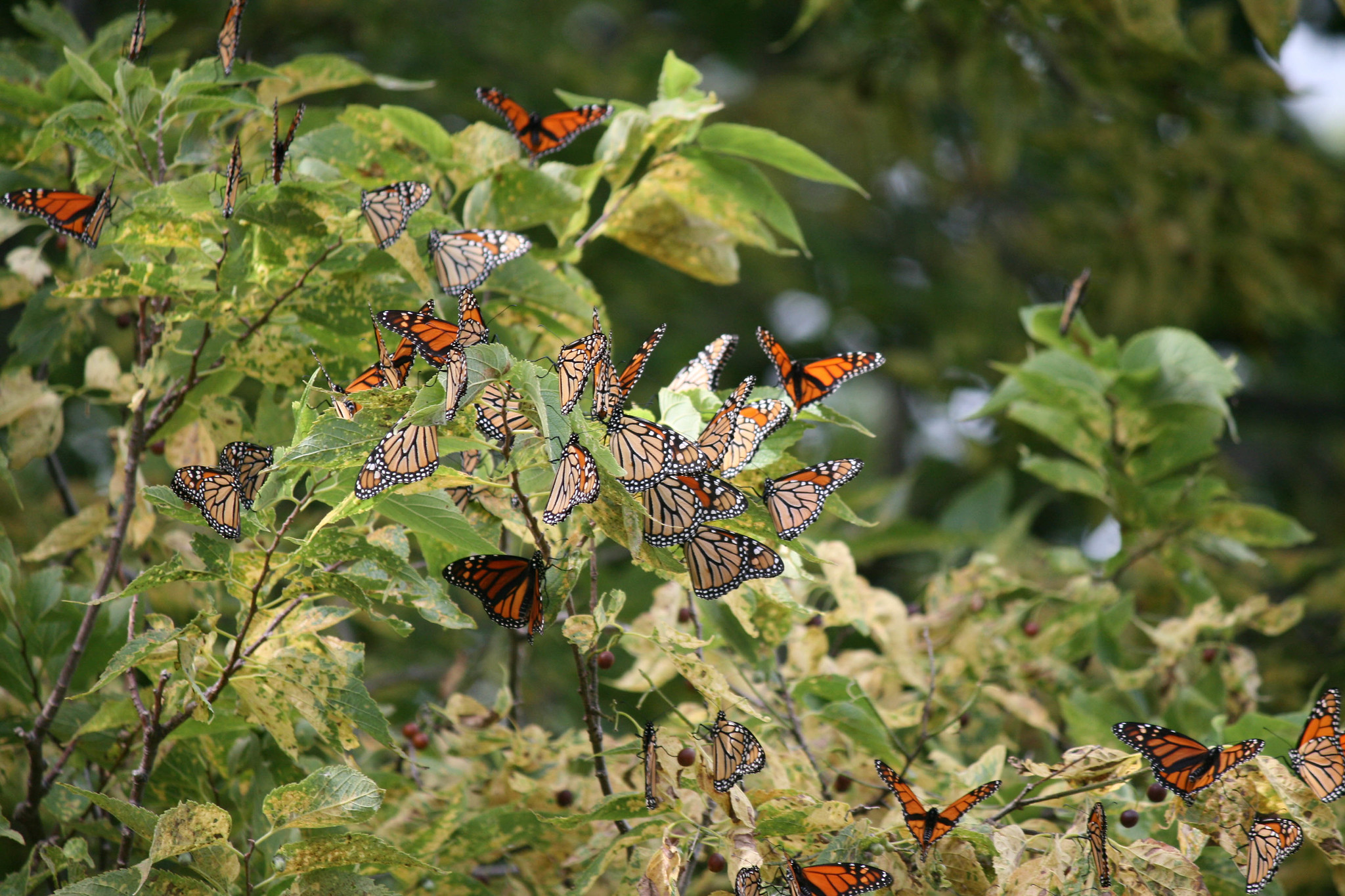 Photo: Monarch Monitoring