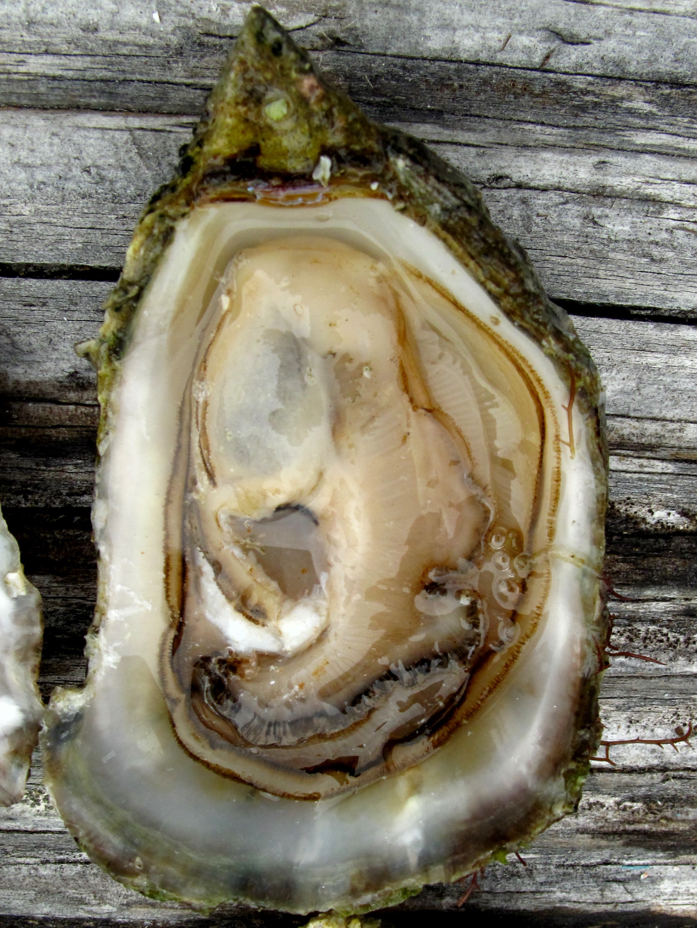 Glane23, Flickr Olympia_oyster