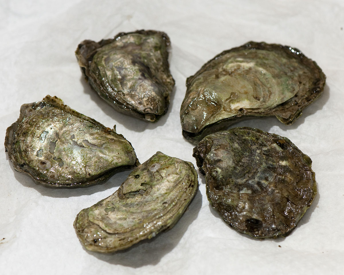 VIUDeepBay, Flickr Olympia Oyster
