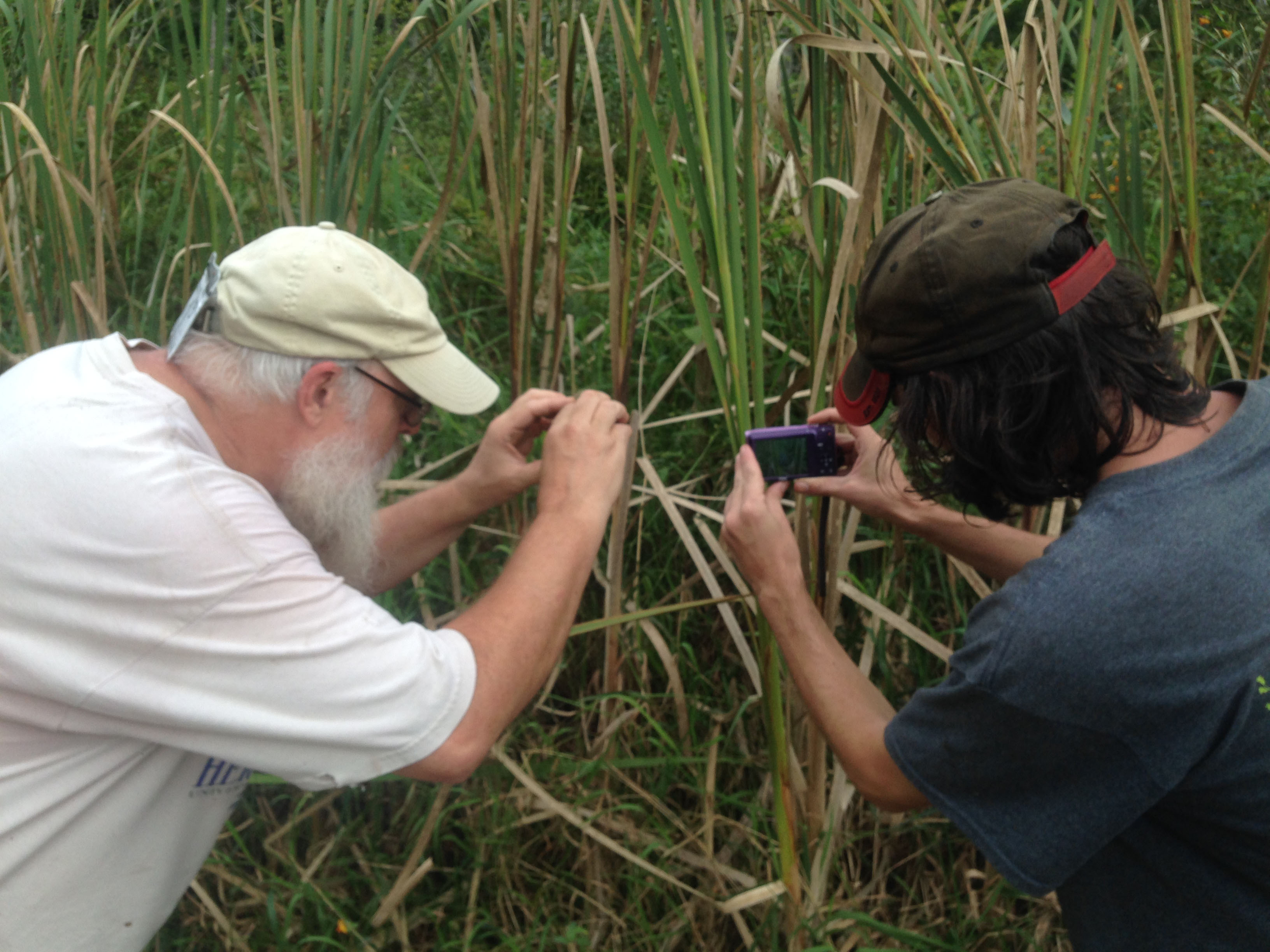 Photo: Pennsylvania Amphibian and Reptile Survey