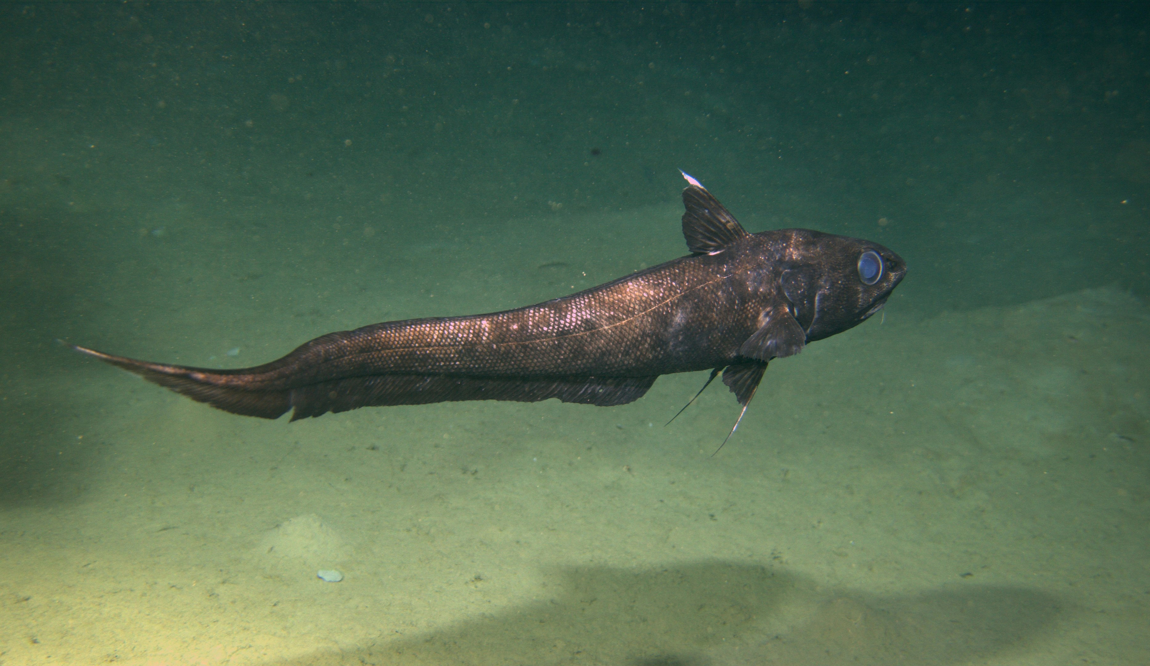 NOAA/Kelly Walker Pacific grenadier swimming along the ocean floor