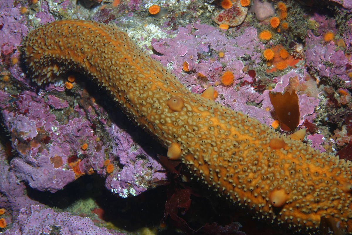 Steve Lonhart/NOAA MBNMS Warty Sea Cucumber