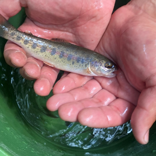Briefly holding a juvenile steelhead from one of the collection buckets.