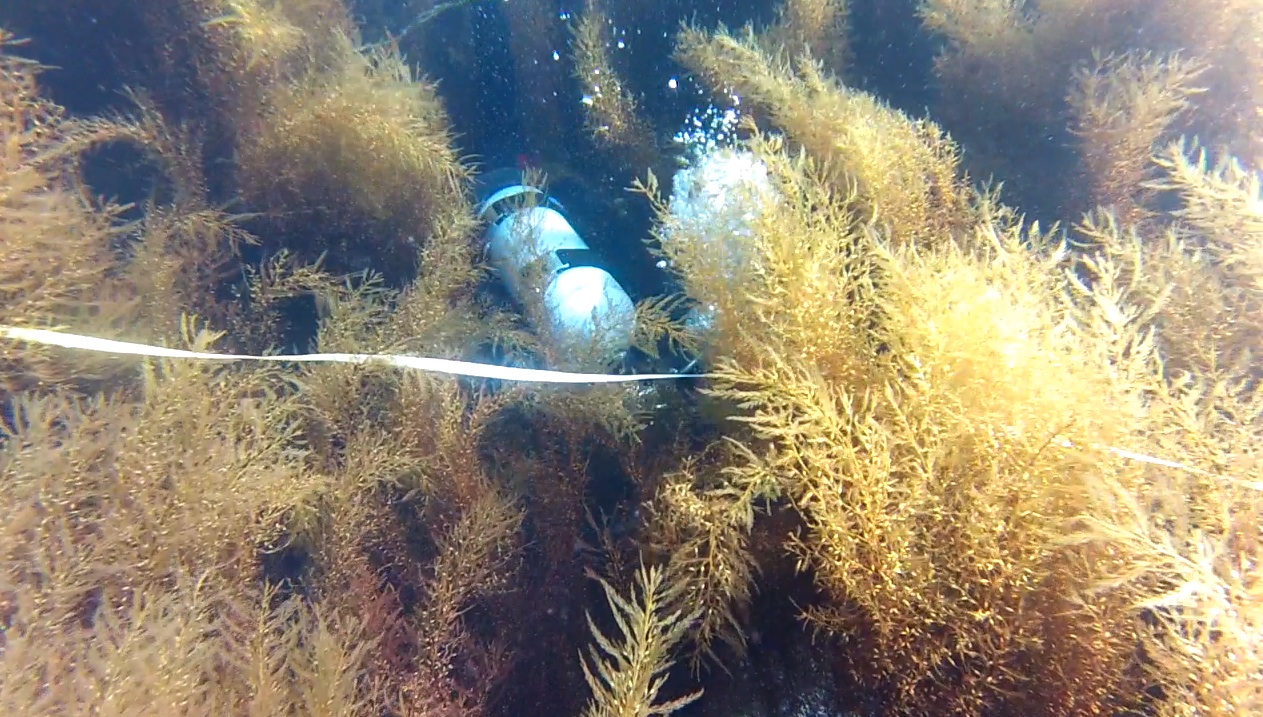 scuba diver in masses of invasive seaweed Sargassum horneri