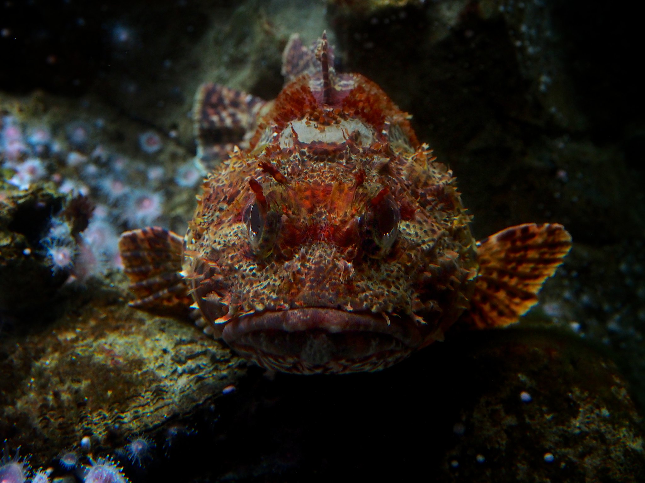 California Scorpionfish | California Sea Grant