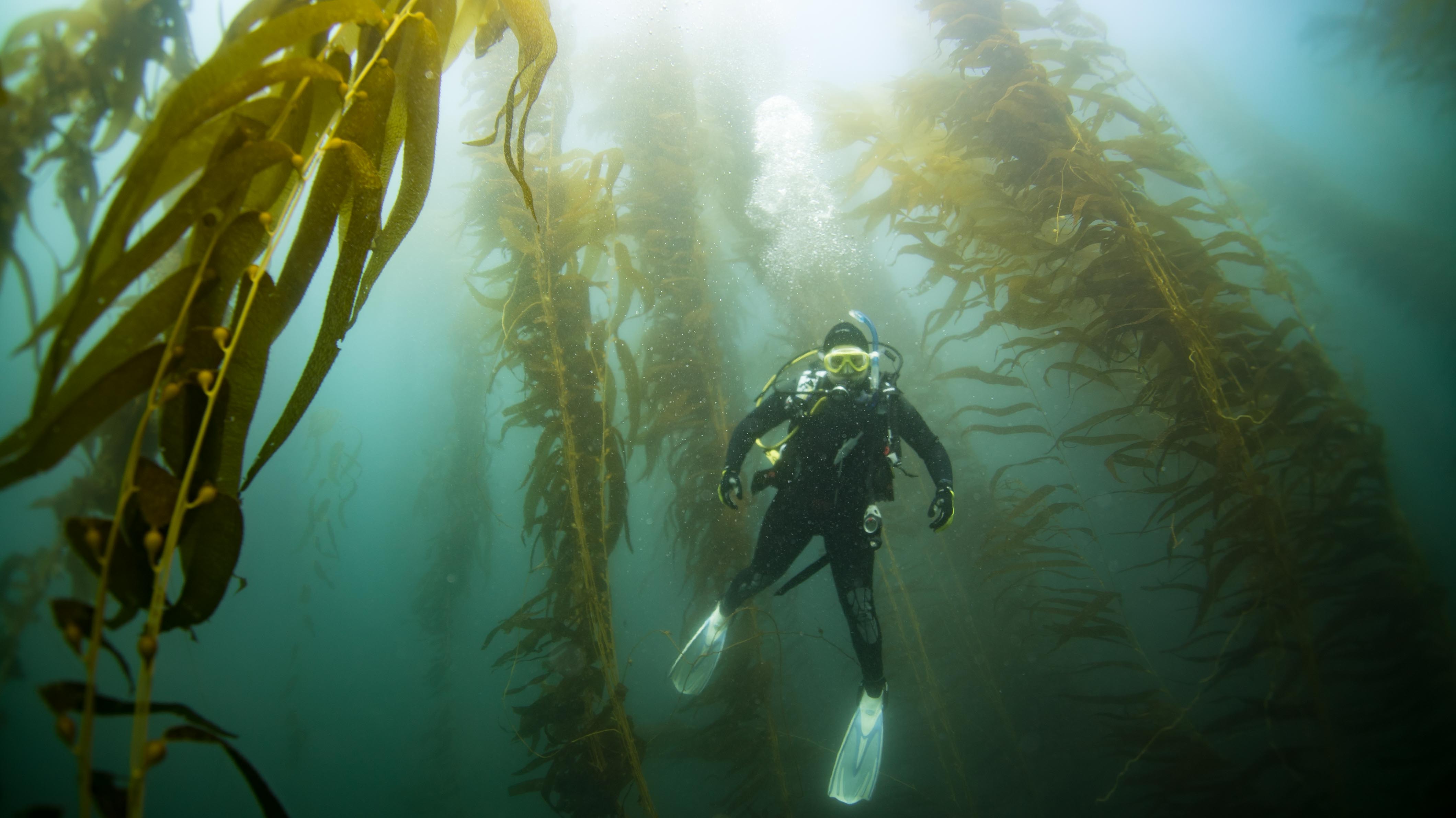 diver in kelp forest