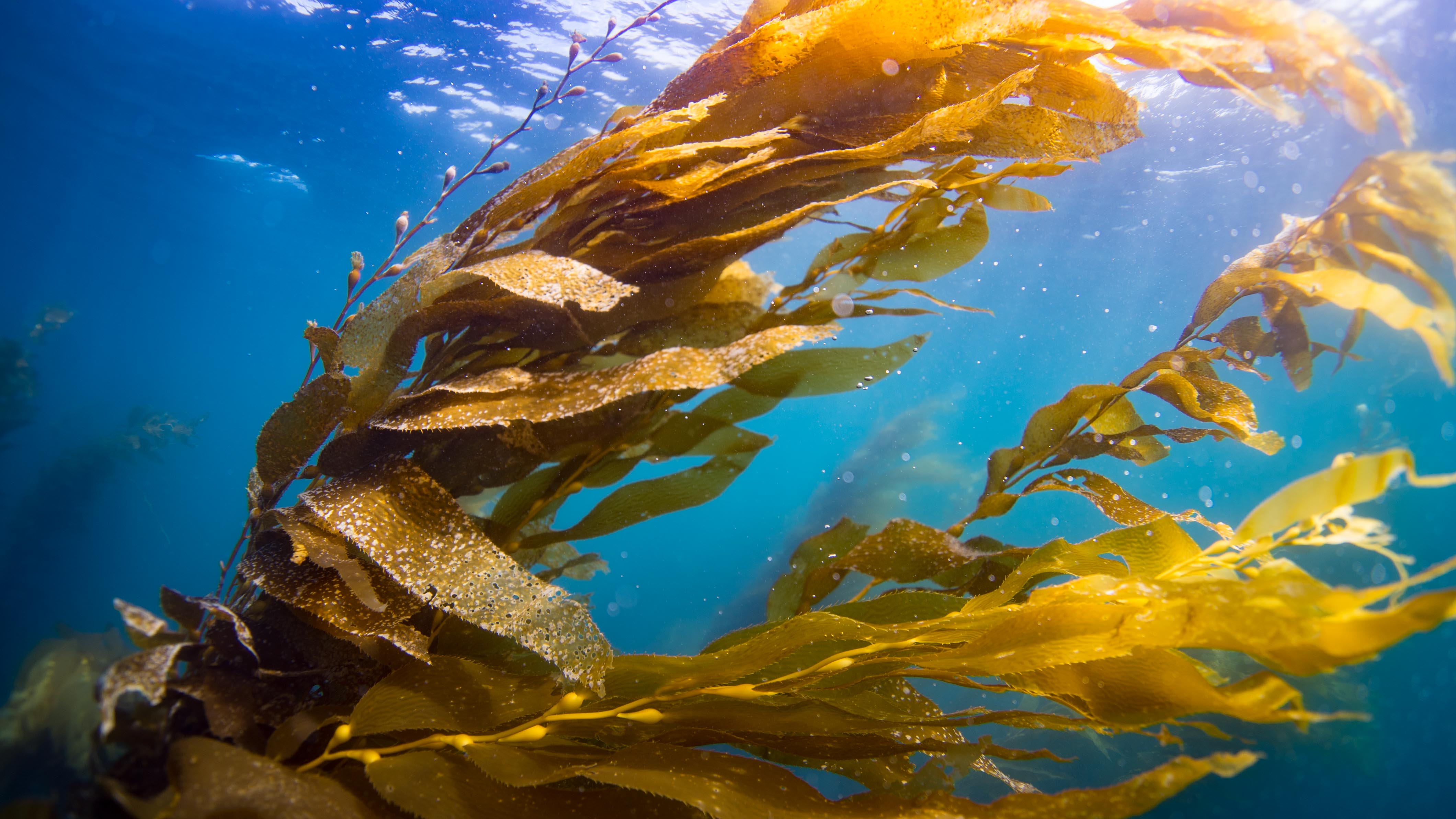 kelp strands closeup