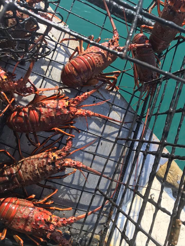 Tuna Harbor Dockside Market/Facebook lobsters in a trap